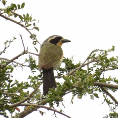 Telophorus olivaceus