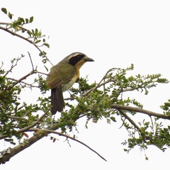 Telophorus olivaceus