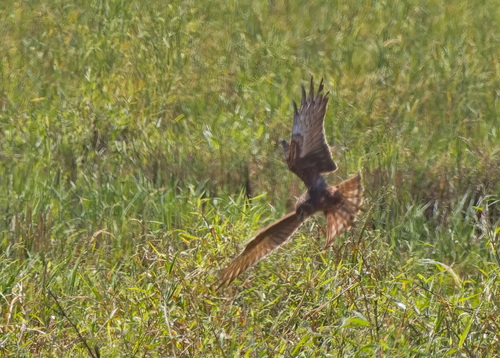 Pied Harrier