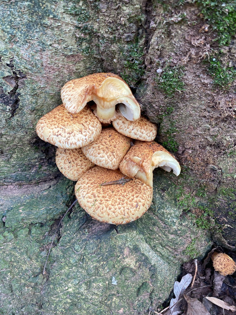 Pholiota squarrosa · November 2025 · photo: © taliaaaaa (iNaturalist, cc-by)