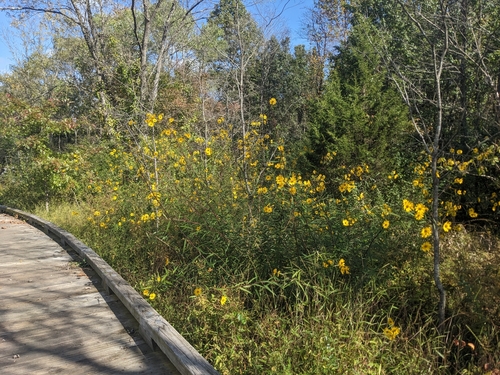 Helianthus verticillatus