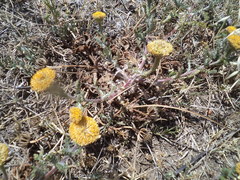 Anacyclus valentinus