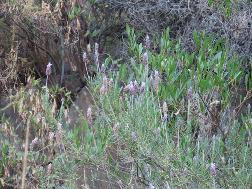 French lavender