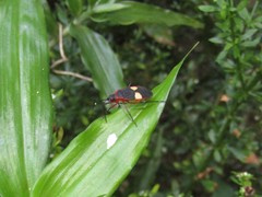 Dysdercus albofasciatus