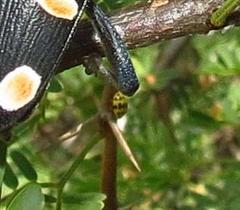 Psyllobora variegata