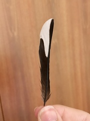 Fringilla coelebs