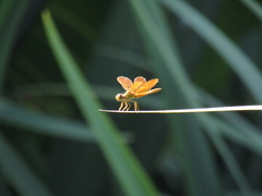 Perithemis icteroptera