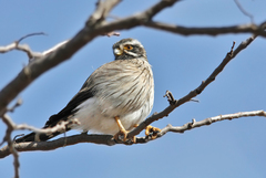 Spiziapteryx circumcincta