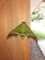 Oryba achemenides