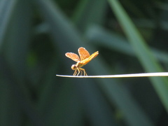 Perithemis icteroptera