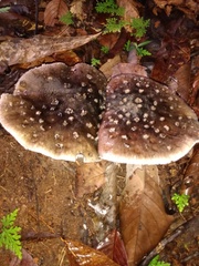 Amanita morenoi