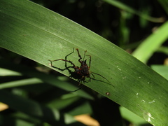 Discocyrtus testudineus