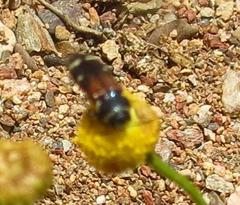 Acmaeodera trifasciata