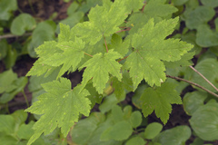 Acer ukurunduense