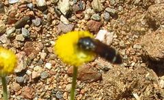 Acmaeodera trifasciata