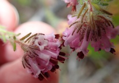 Erica barbigeroides