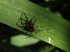 Discocyrtus testudineus