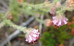 Erica barbigeroides