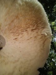 Amanita morenoi