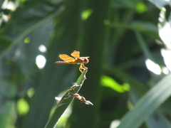 Perithemis icteroptera