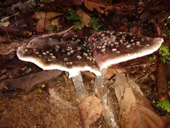 Amanita morenoi