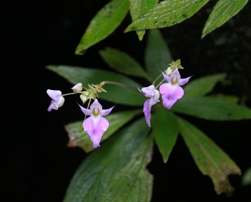 Impatiens thwaitesii observed 2025-11-22