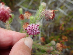 Erica barbigeroides