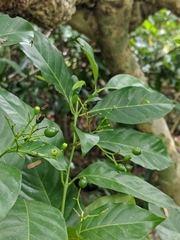 Tarenna sambucina