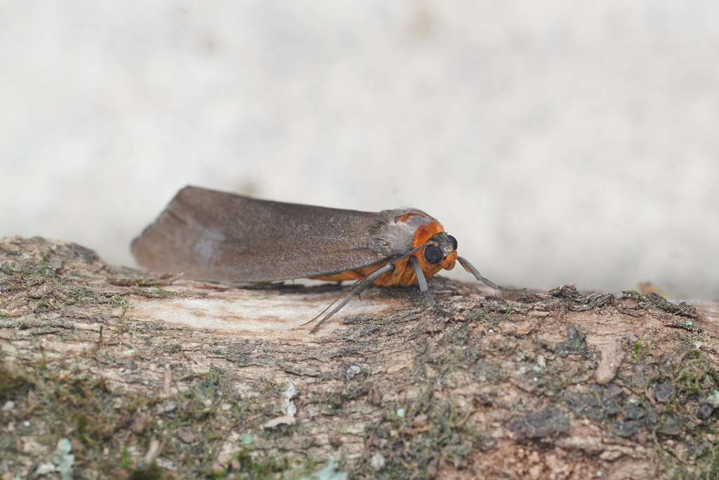 Paraona nigra