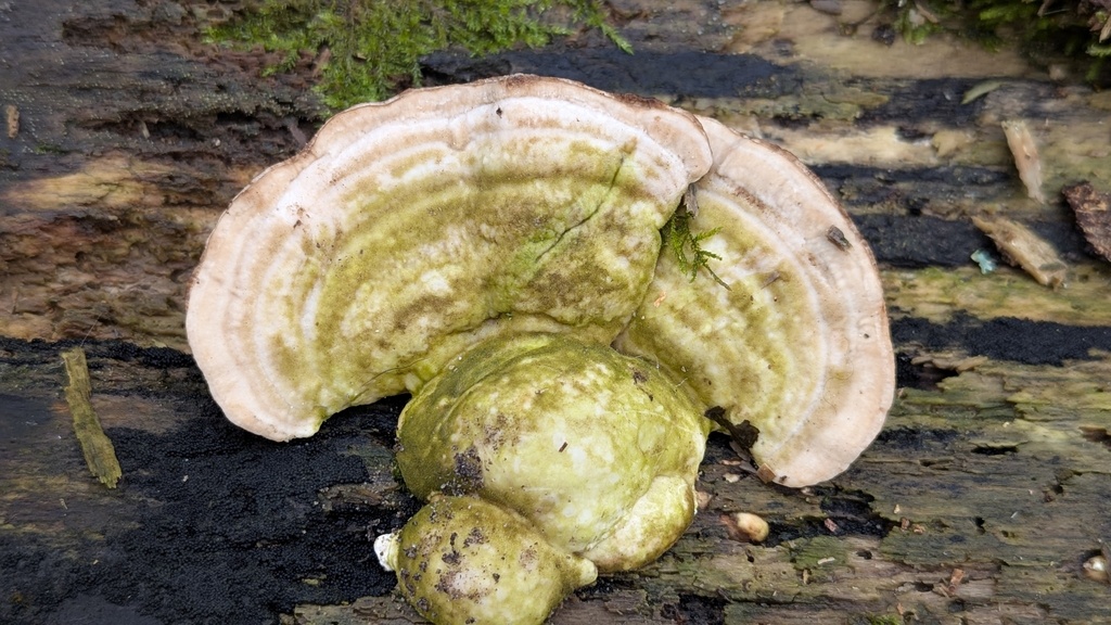 Trametes gibbosa · November 2025 · photo: © rudolphous (iNaturalist, cc-by)