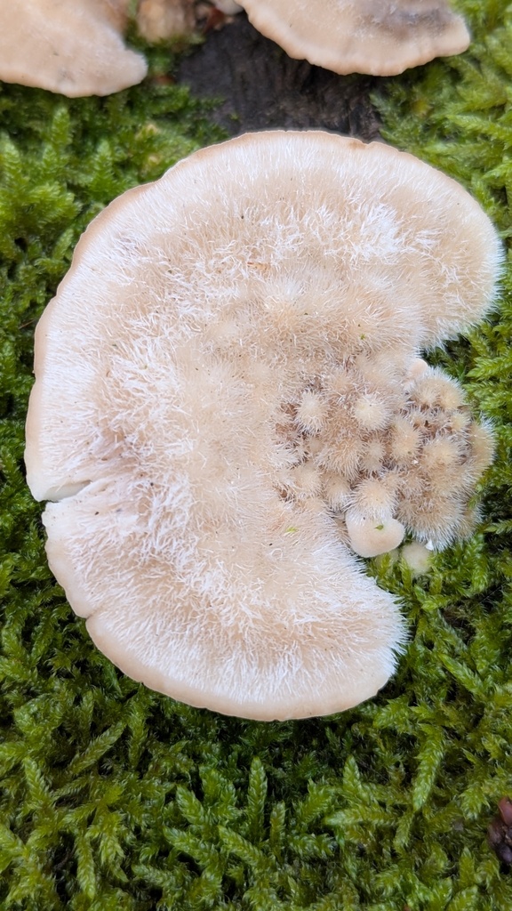 Trametes hirsuta · November 2025 · photo: © rudolphous (iNaturalist, cc-by)