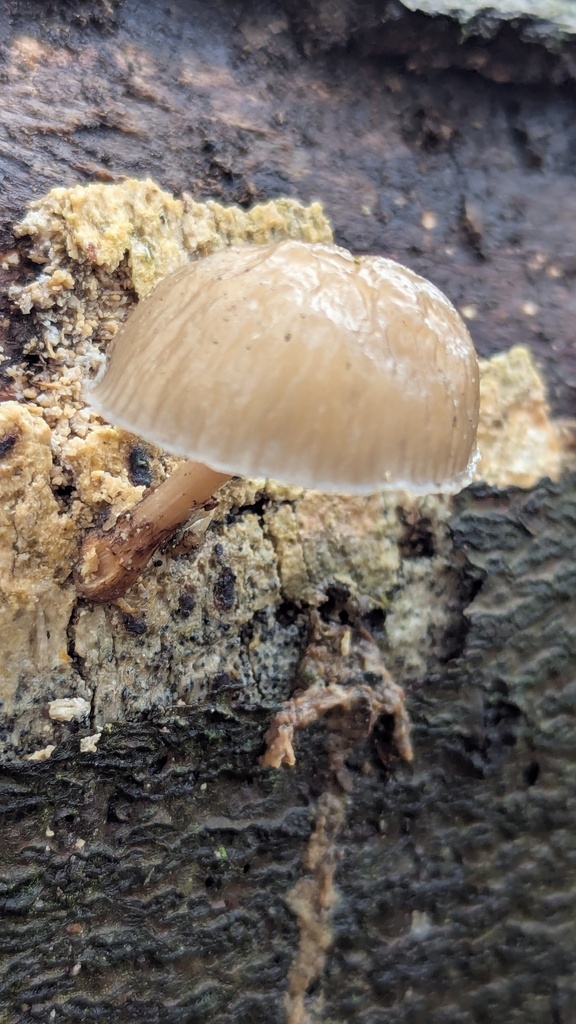 Oudemansiella mucida · November 2025 · photo: © rudolphous (iNaturalist, cc-by)
