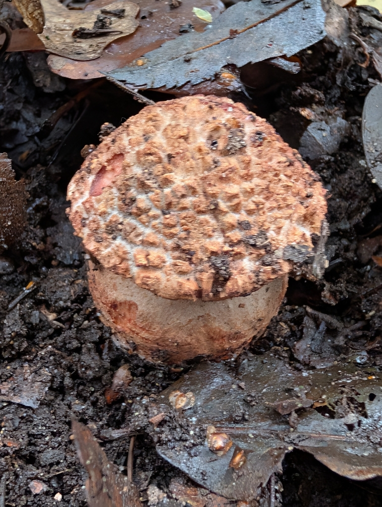 Amanita rubescens · November 2025 · photo: © heather-hyfae (iNaturalist, cc-by)