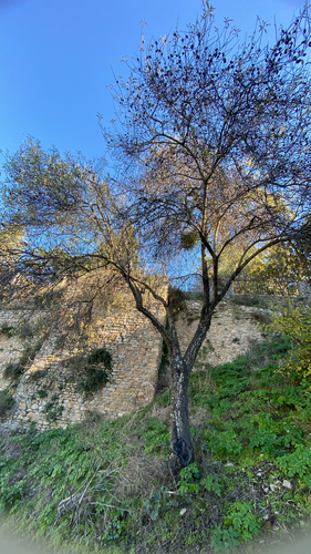 Avistamiento Almendro