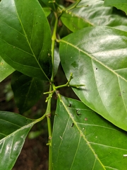 Tarenna sambucina
