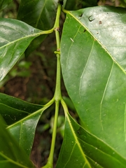 Tarenna sambucina