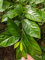 Tarenna sambucina
