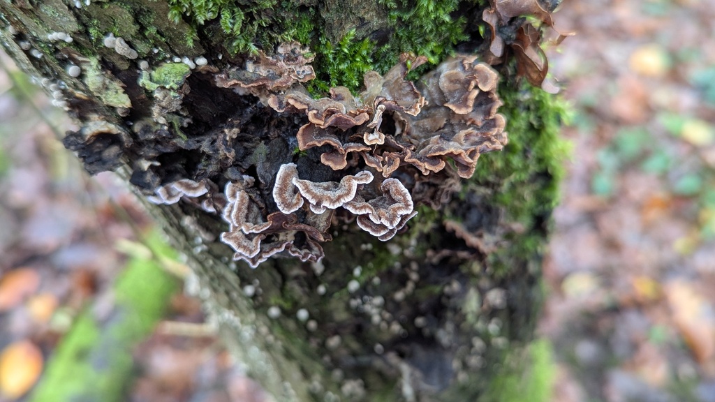 Chondrostereum purpureum · November 2025 · photo: © rudolphous (iNaturalist, cc-by)