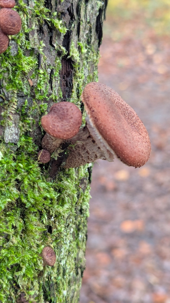 Armillaria ostoyae · November 2025 · photo: © rudolphous (iNaturalist, cc-by)