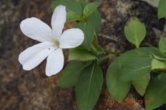 Barleria pilosa