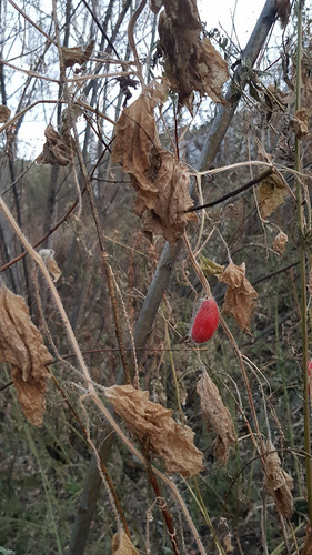 red hailstone (Thladiantha dubia)
