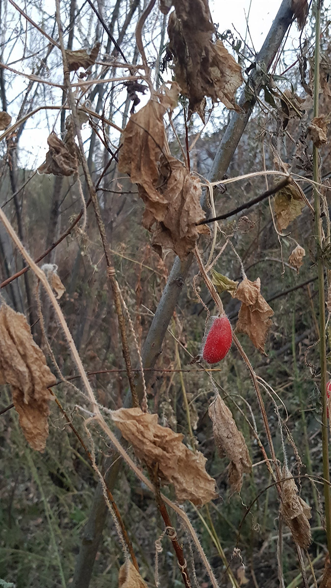 Red Hailstone (Thladiantha dubia)