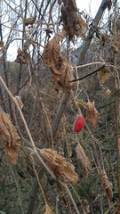 Red Hailstone (Thladiantha dubia)