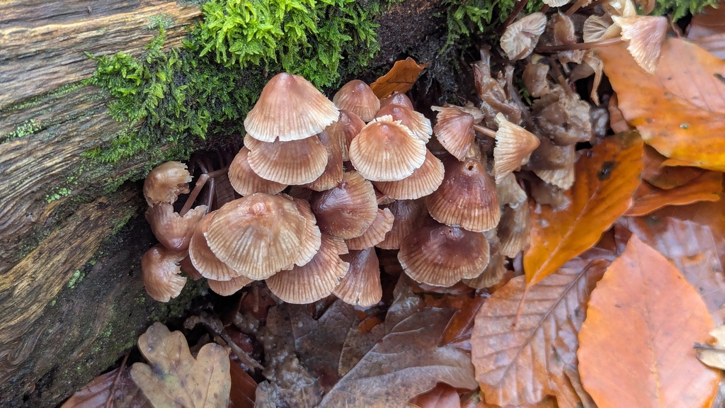 Mycena galericulata · November 2025 · photo: © rudolphous (iNaturalist, cc-by)
