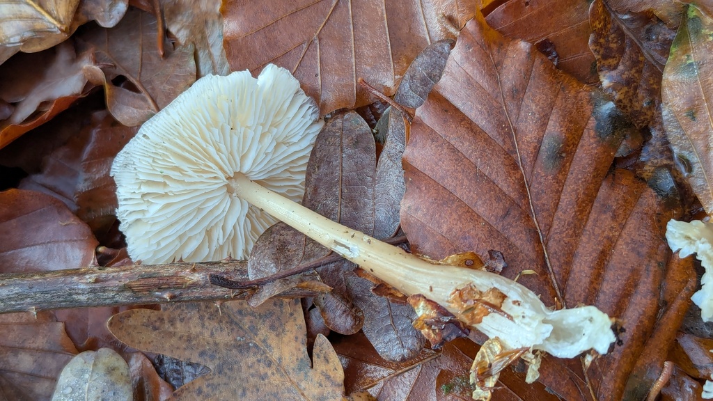 Rhodocollybia asema · November 2025 · photo: © rudolphous (iNaturalist, cc-by)