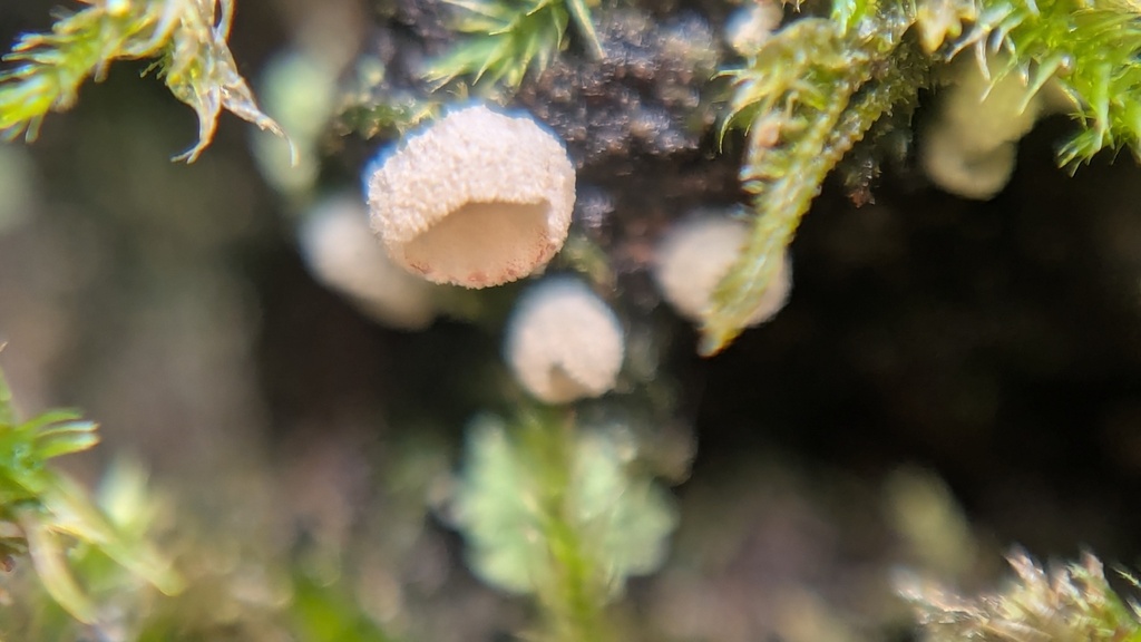Chromocyphella muscicola · November 2025 · photo: © rudolphous (iNaturalist, cc-by)