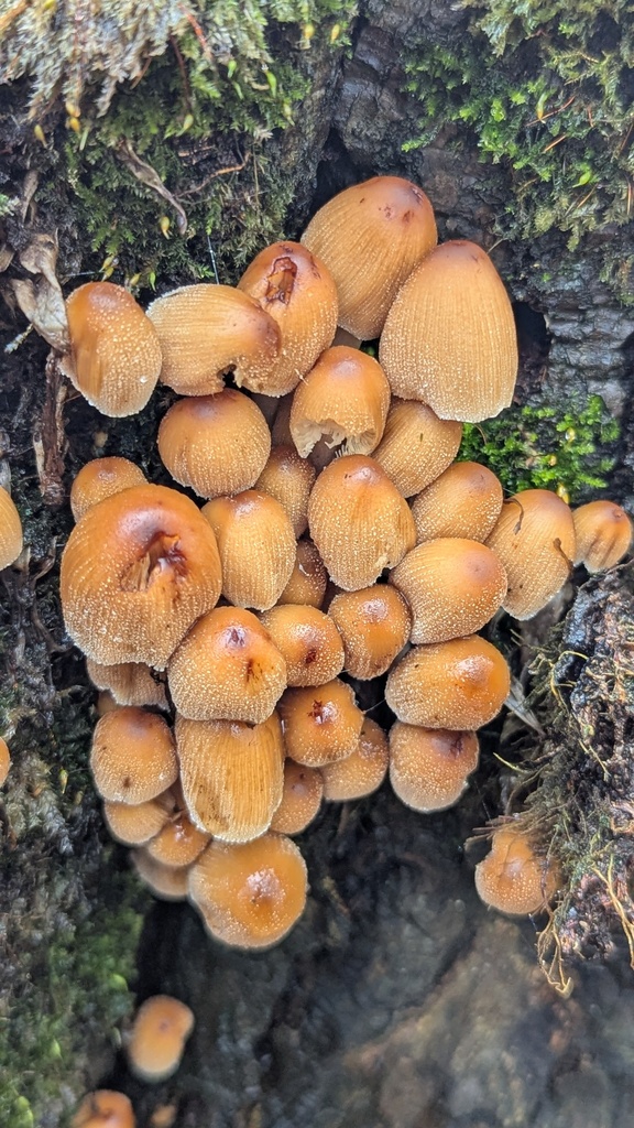 Coprinellus micaceus · November 2025 · photo: © rudolphous (iNaturalist, cc-by)