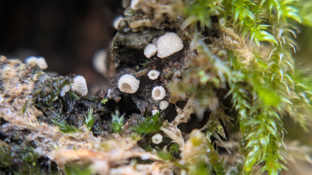 Chromocyphella muscicola · November 2025 · photo: © rudolphous (iNaturalist, cc-by)