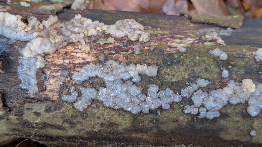 Myxarium nucleatum · November 2025 · photo: © rudolphous (iNaturalist, cc-by)