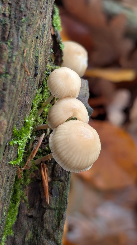 Mycena galericulata · November 2025 · photo: © rudolphous (iNaturalist, cc-by)
